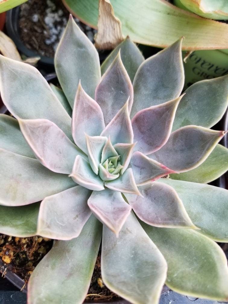Graptopetalum Rusbyi (4" pot) - Beaultiful Desert Plants