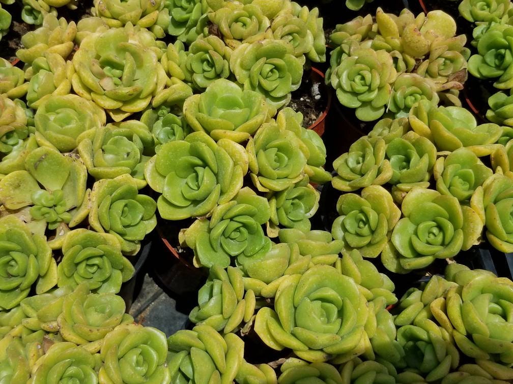 Aeonium Lily Pad Bouquet (4" Pot) - Beaultiful Desert Plants