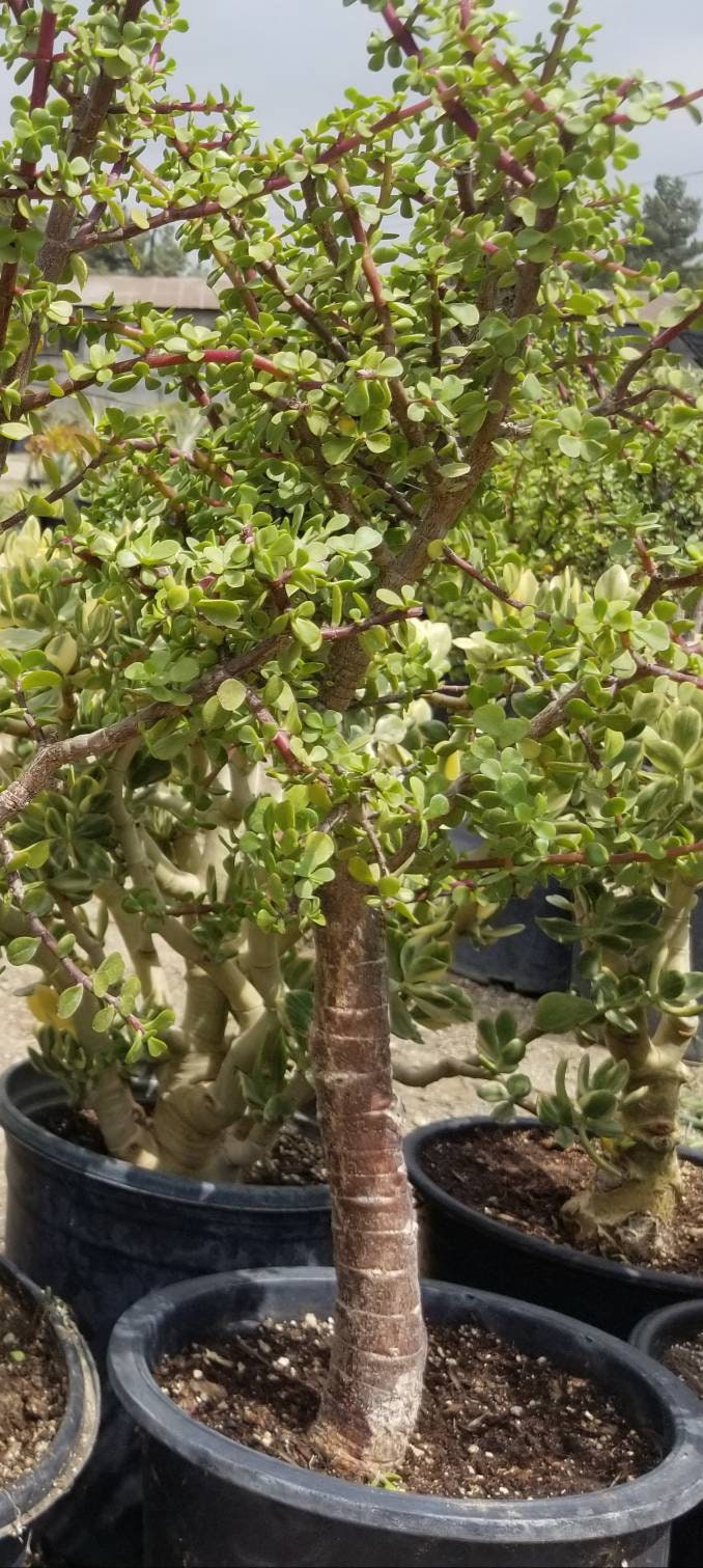 Portulacaria Afra Tree " Elephant Bush" - Beaultiful Desert Plants 