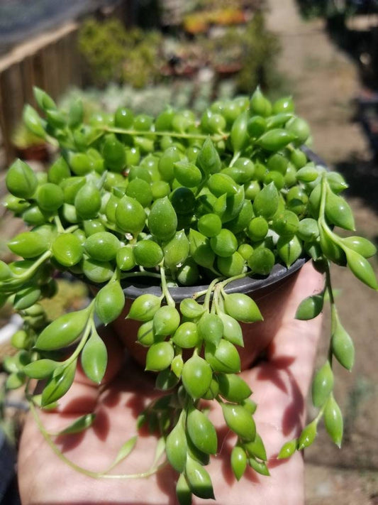 Senecio herreianus Strings of Tears or Raindrops (4" Pot) - Beaultiful Desert Plants