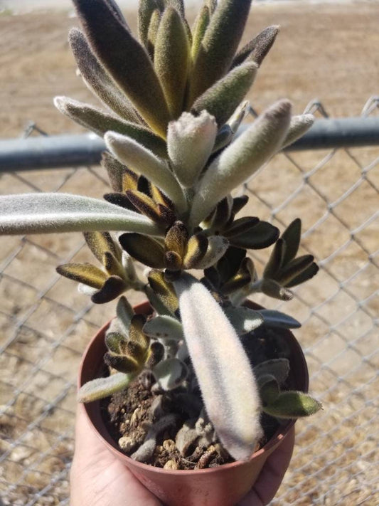 Chocolate Soldier (4"pot) - Beaultiful Desert Plants