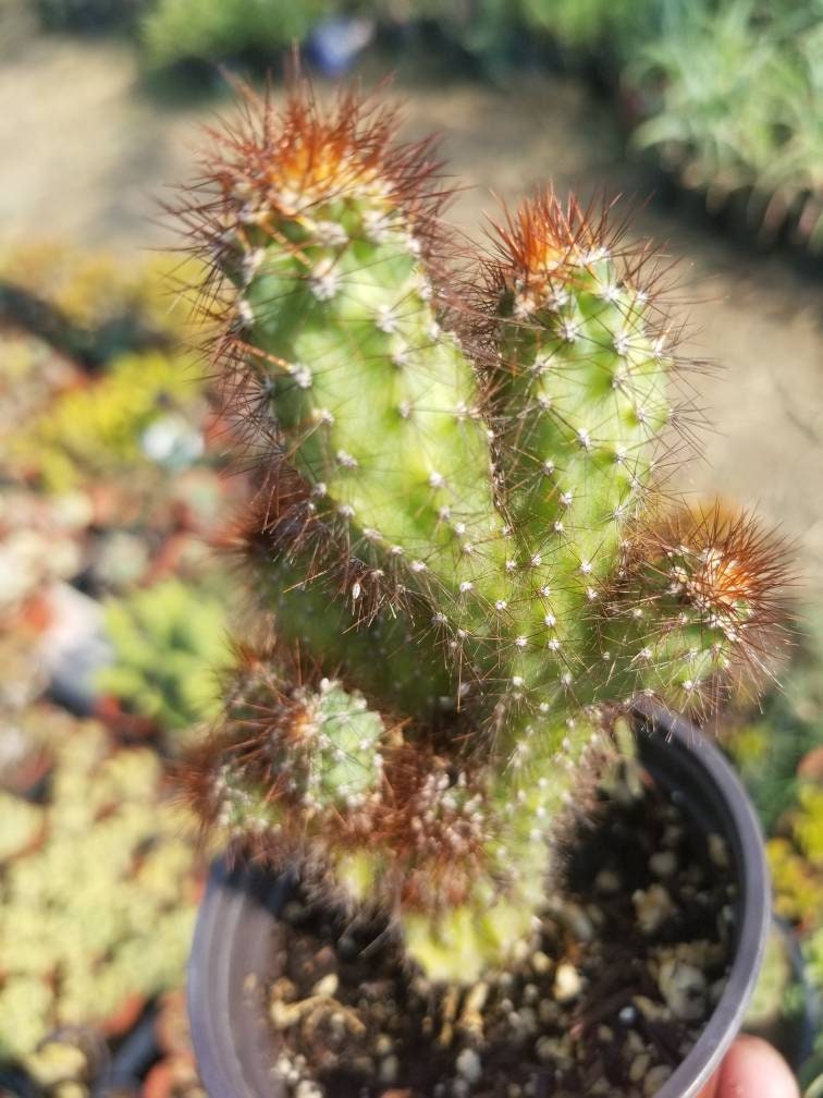Cereus Peruvianus Mostrose (4" pot) - Beaultiful Desert Plants