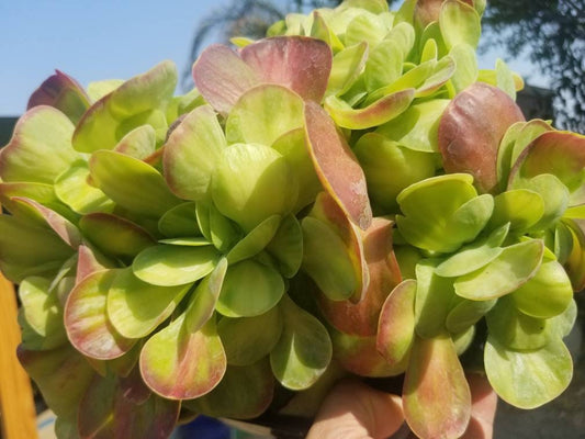 Kalanchoe Luciae Fantastic Variegated Crested - Beaultiful Desert Plants