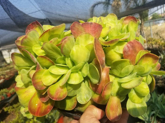 Kalanchoe Luciae Fantastic Variegated Crested - Beaultiful Desert Plants