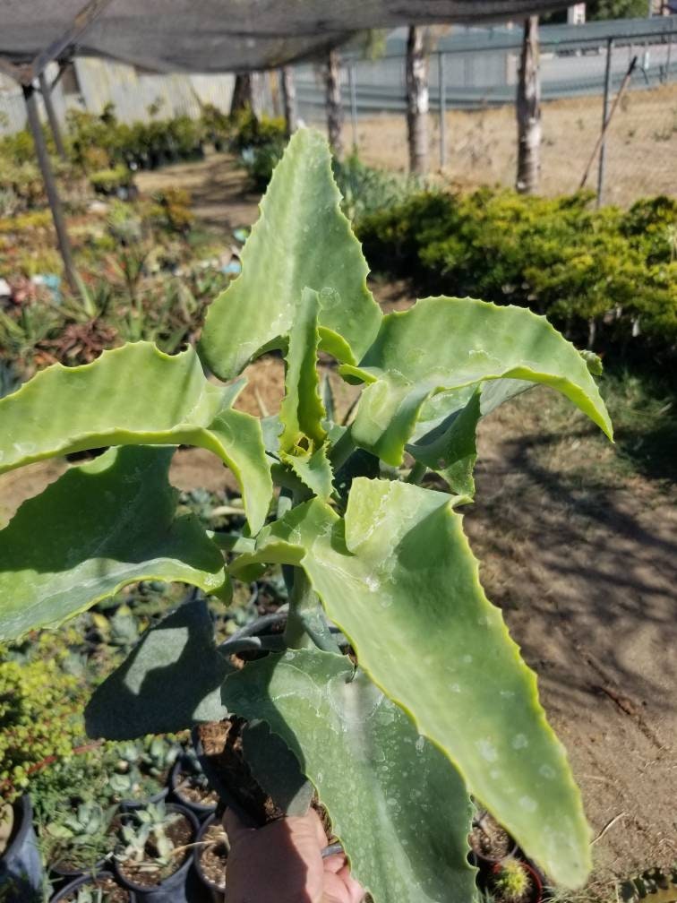 Kalanchoe Beharensis var. Subnuda Tree - Beaultiful Desert Plants