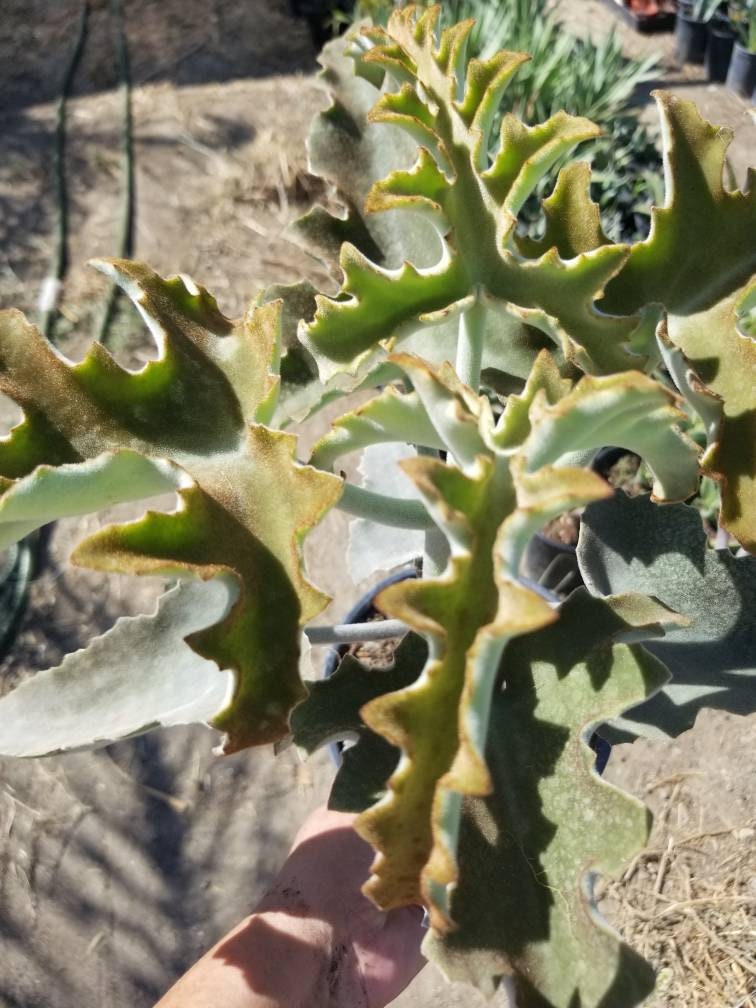 Kalanchoe Beharensis Tree Fang "Elephant Ears" - Beaultiful Desert Plants