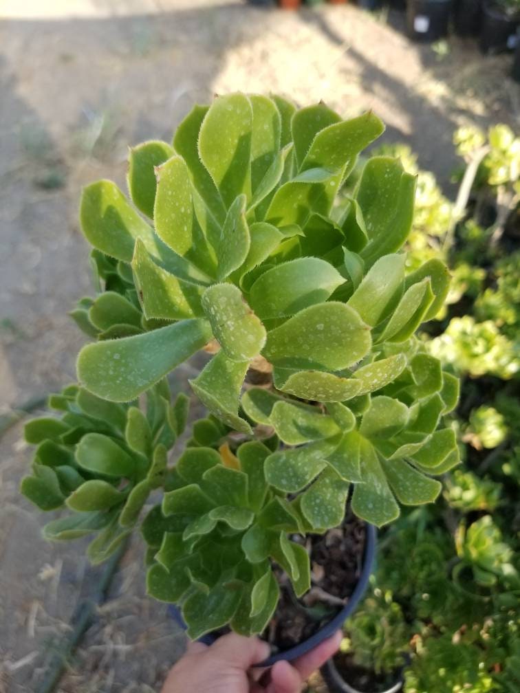Green Aeonium Arboreum Tree - Beaultiful Desert Plants