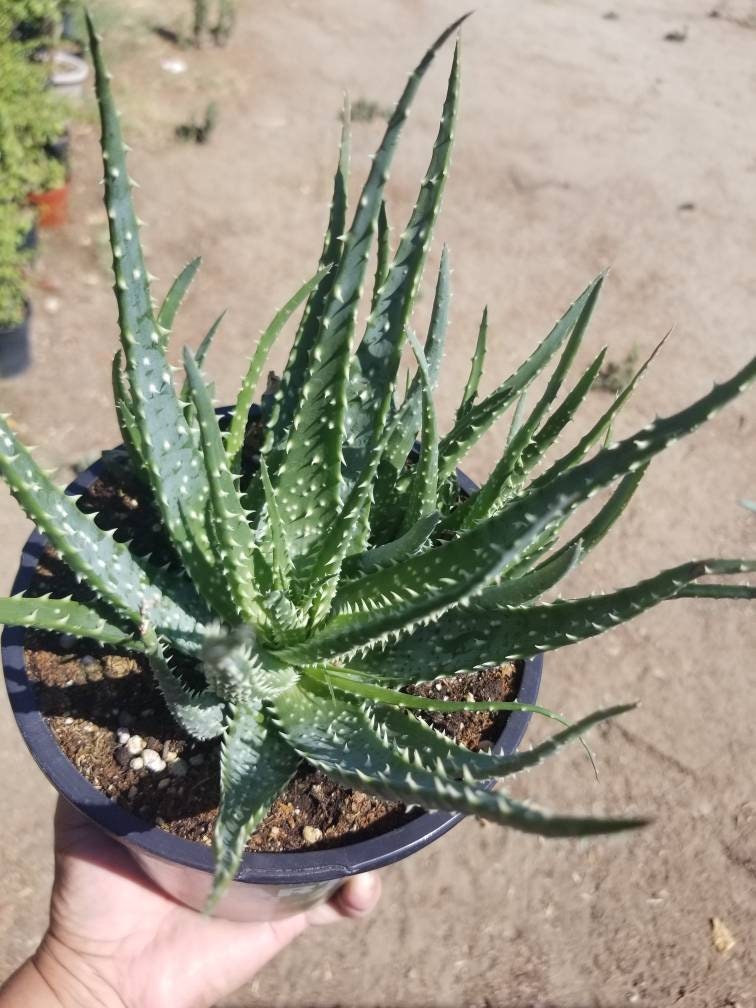 1 gal. aloe humilis