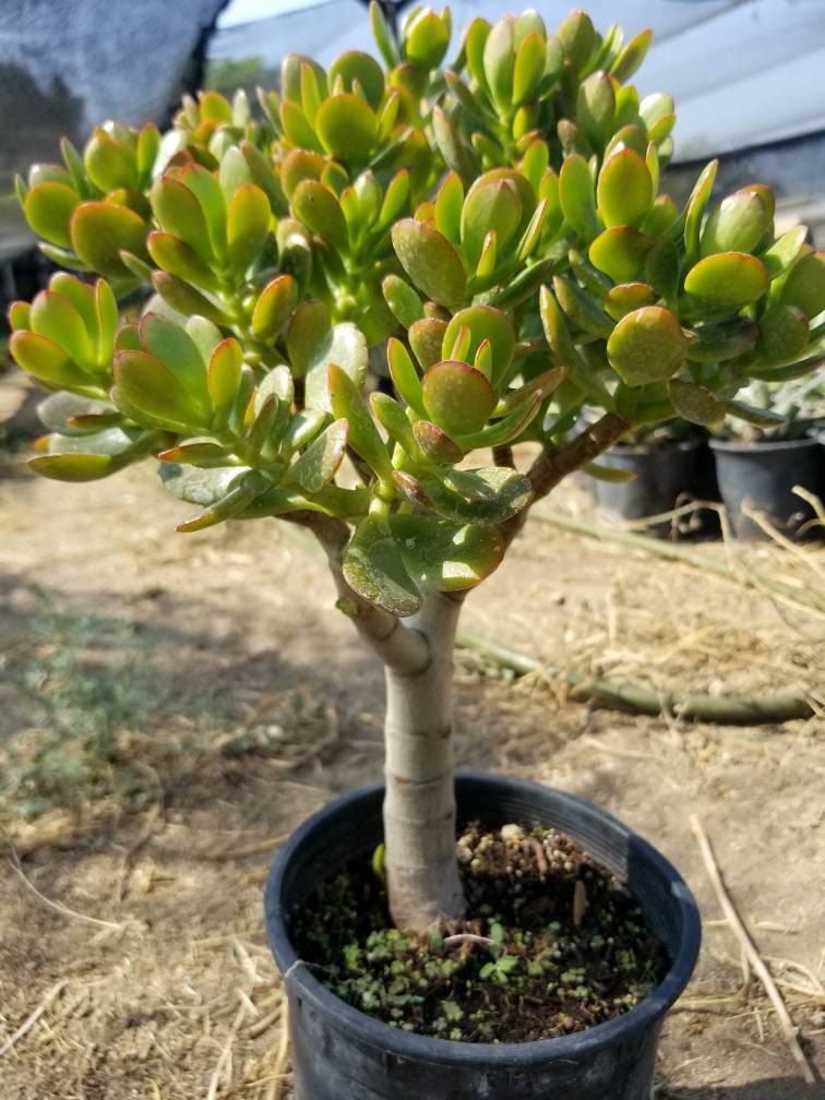 Crassula Ovata Crosby's - Beaultiful Desert Plants 