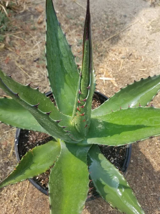 Agave Salmiana Ferox - Beaultiful Desert Plants