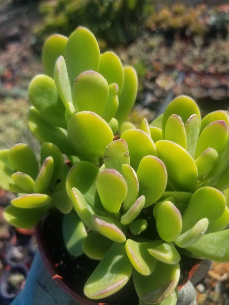 4" Trailing Purple Jade - Beaultiful Desert Plants