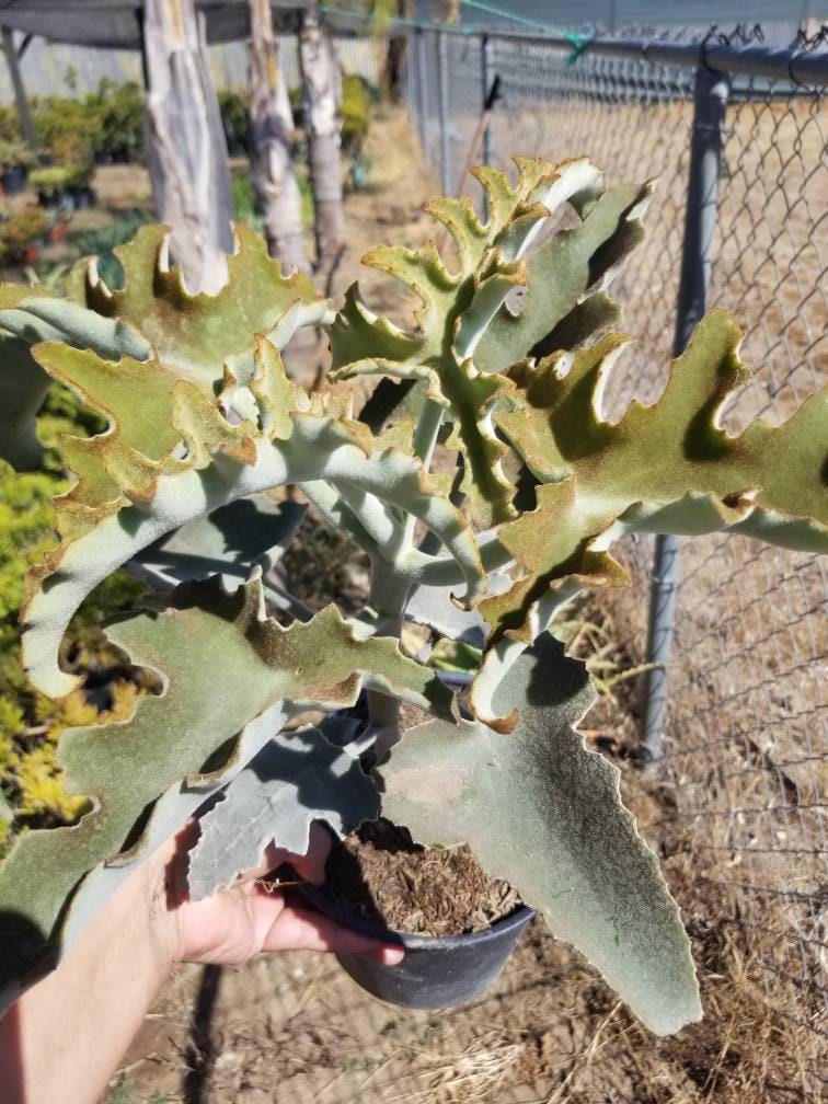 elephant ear plant thorns Kalanchoe Beharensis Tree Fang "Elephant Ears" – Beaultiful Desert Plants