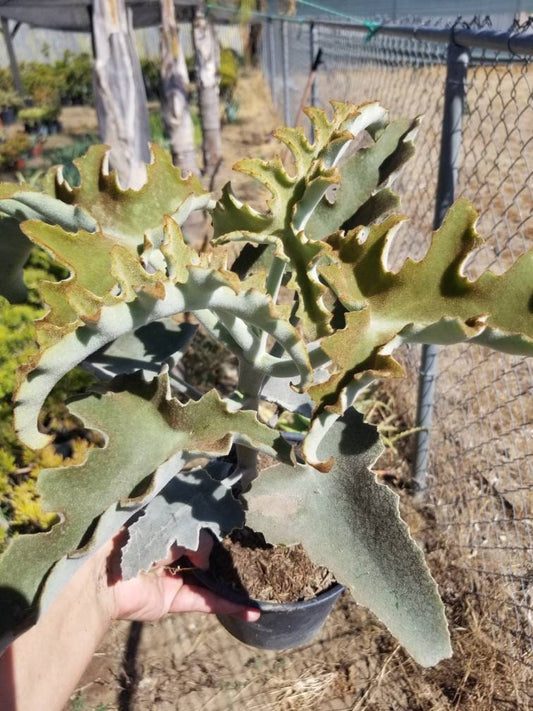 Kalanchoe Beharensis Tree Fang "Elephant Ears" - Beaultiful Desert Plants