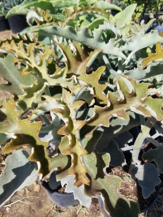 Kalanchoe Beharensis Tree Fang "Elephant Ears" - Beaultiful Desert Plants