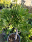 Green Aeonium Arboreum Tree - Beaultiful Desert Plants 