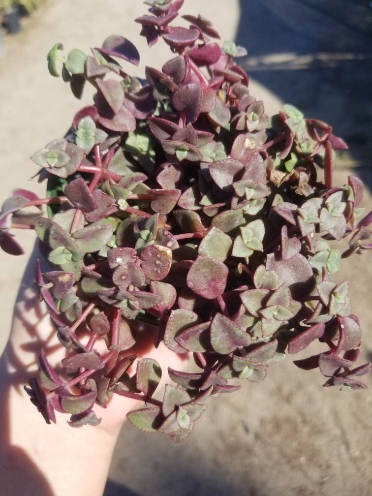 calico kitten succulent for sale 4" Calico Kittens "Crassula Marginalis Rubra" – Beaultiful Desert Plants