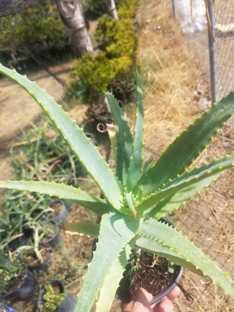 Aloe Arborenscens - Beaultiful Desert Plants