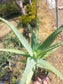 Aloe Arborenscens - Beaultiful Desert Plants 