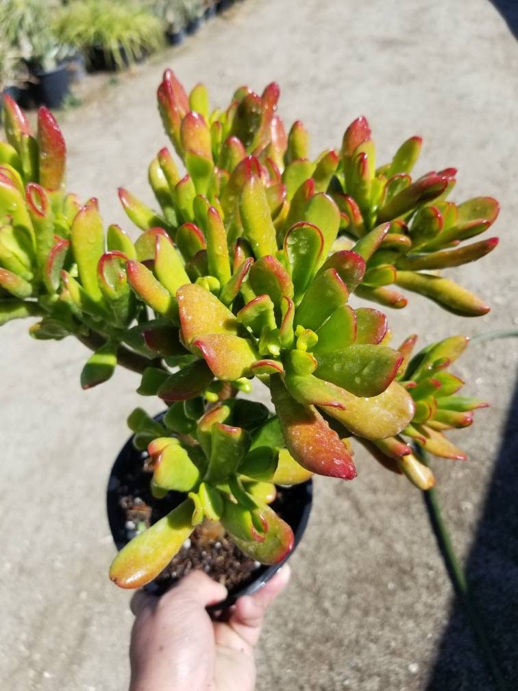 Crassula Ovata Hobbit Tree - Beaultiful Desert Plants