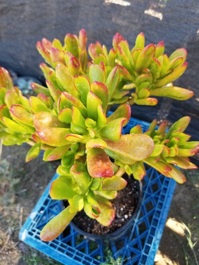 Crassula Ovata Hobbit Tree - Beaultiful Desert Plants