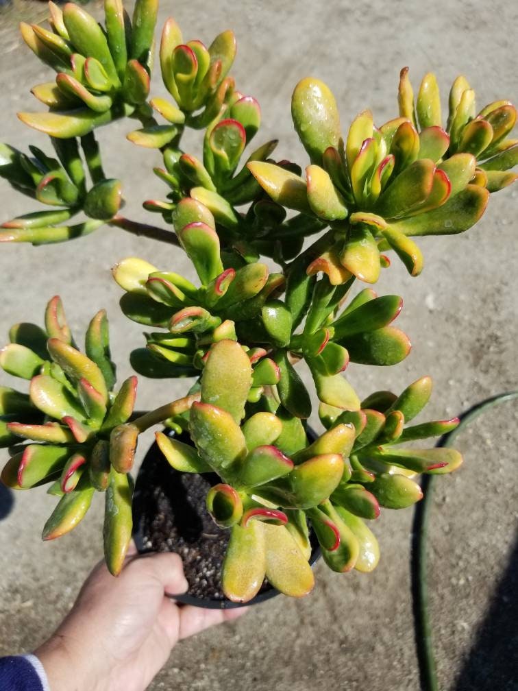 Crassula Ovata Gollum Sunset Tree - Beaultiful Desert Plants