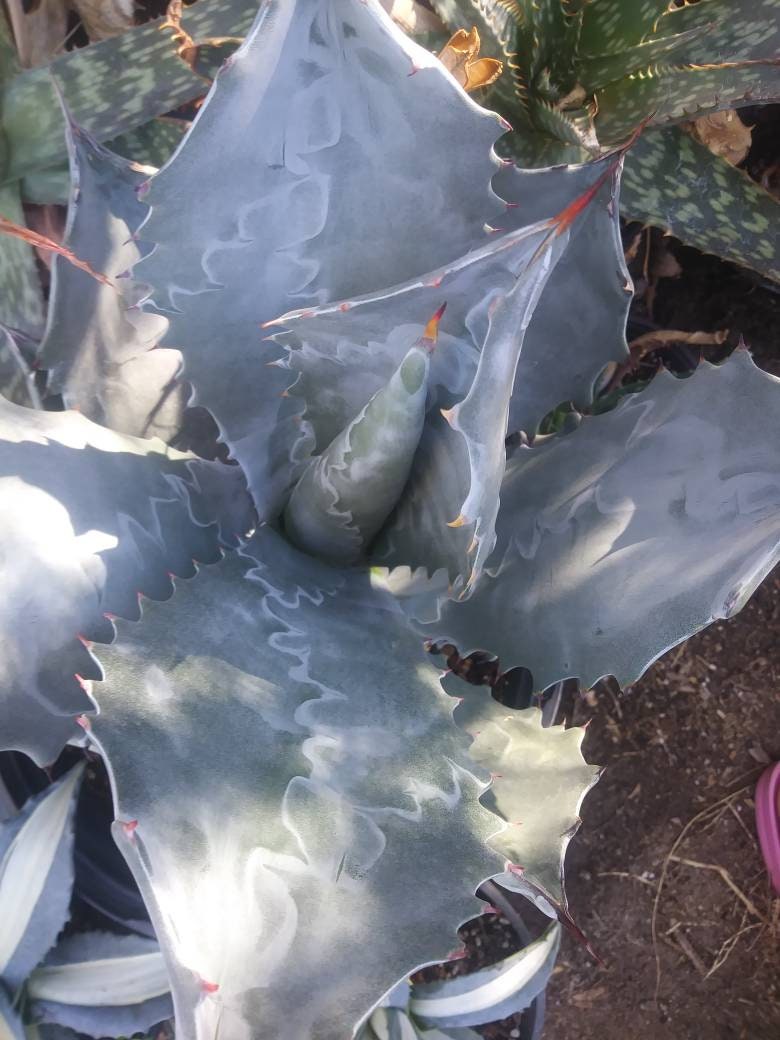 5 Gal. Agave Colorata - Beaultiful Desert Plants