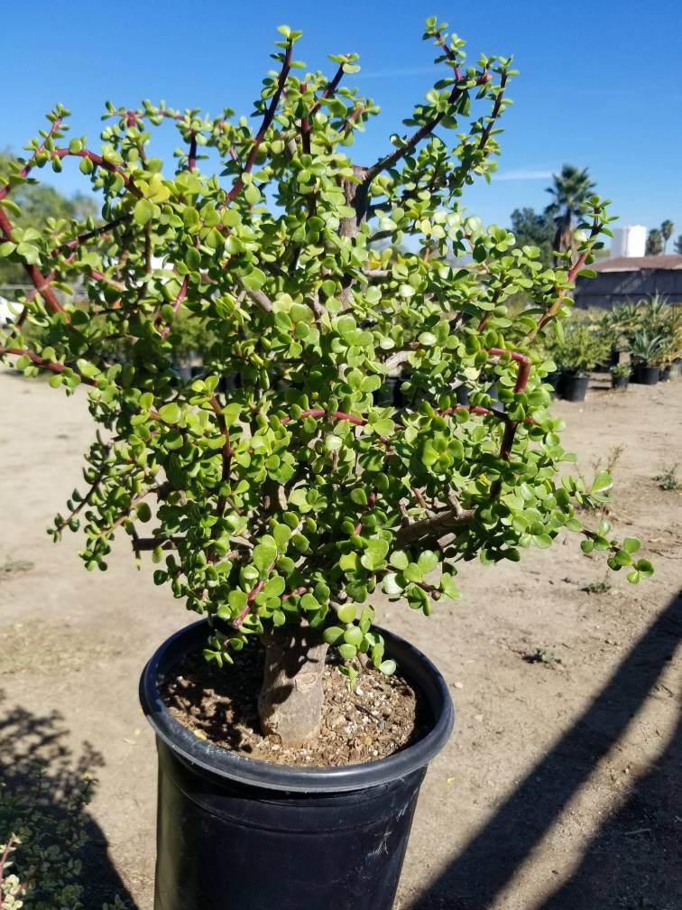 bonsai elephant tree Portulacaria Afra Tree " Elephant Bush Tree" Bonsai tree – Beaultiful Desert Plants