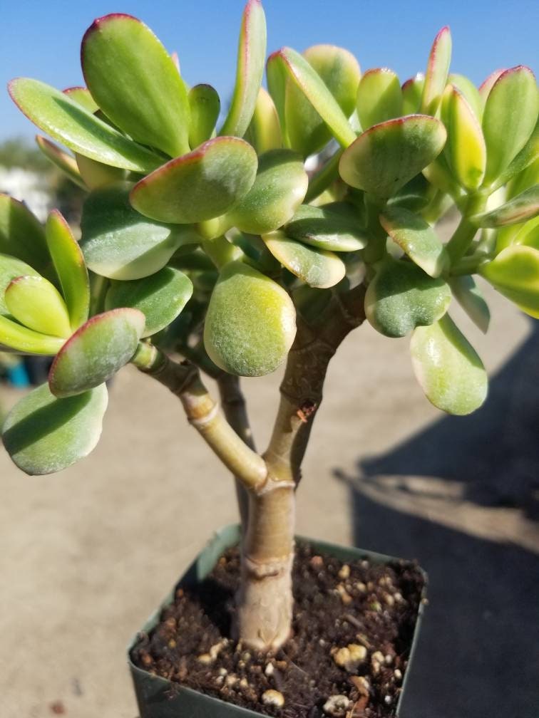 Crassula Ovata Jade "Lemon & Lime" - Beaultiful Desert Plants