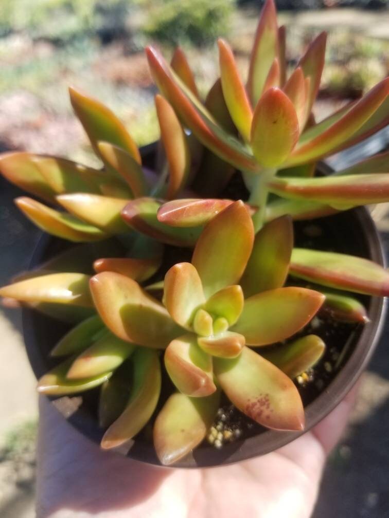 4" Sedum Adolphii Firestorm - Beaultiful Desert Plants