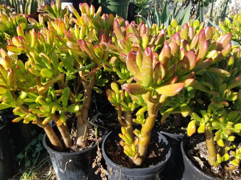 Crassula Ovata Hobbit Tree - Beaultiful Desert Plants