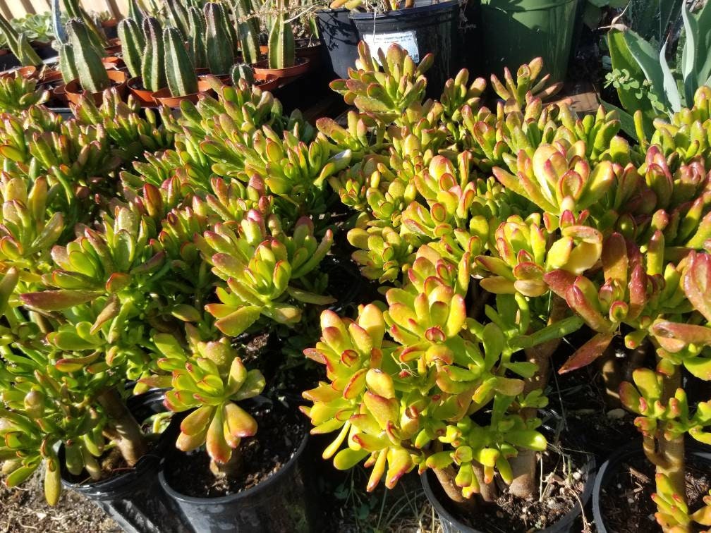 Crassula Ovata Hobbit Tree - Beaultiful Desert Plants