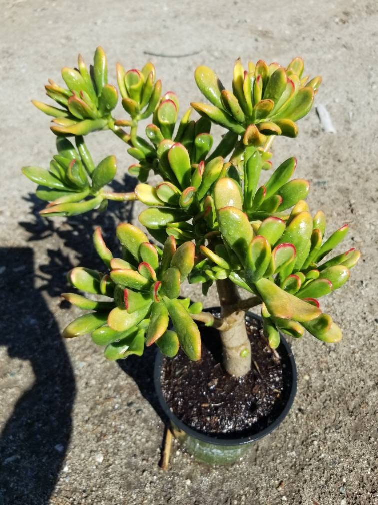 Crassula Ovata Gollum Sunset Tree - Beaultiful Desert Plants