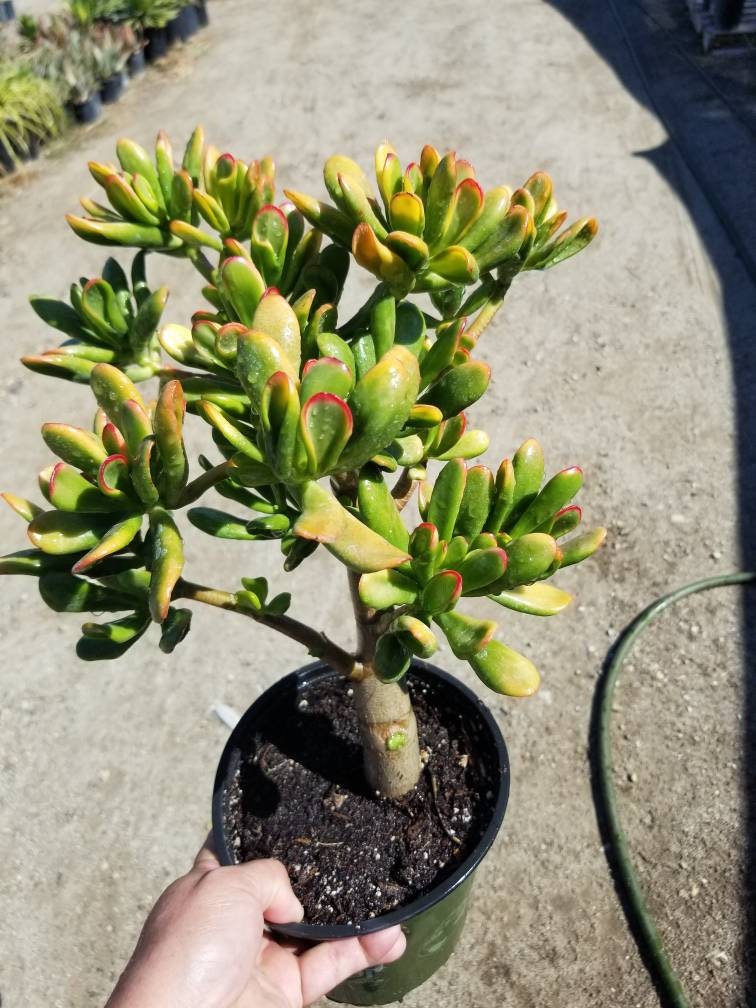 Crassula Ovata Gollum Sunset Tree - Beaultiful Desert Plants