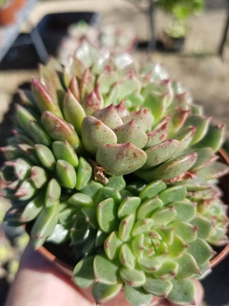 olive and cocoa succulents Echeveria Olivia (4" Pots) – Beaultiful Desert Plants