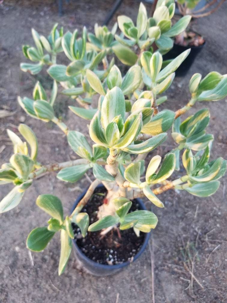Variegated Crassula Ovata Jade Tree - Beaultiful Desert Plants 