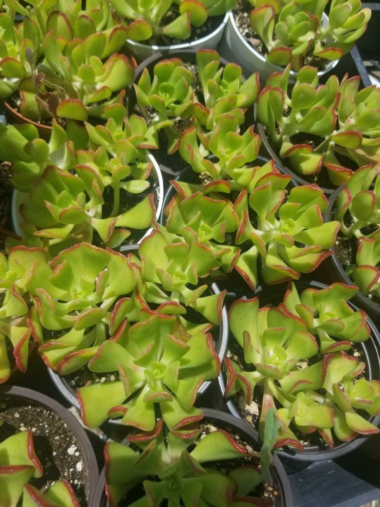 Sedum Dendroideum (4" pot) - Beaultiful Desert Plants 