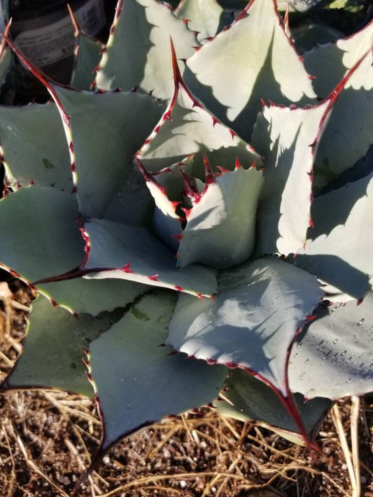 Agave Parryi - Beaultiful Desert Plants