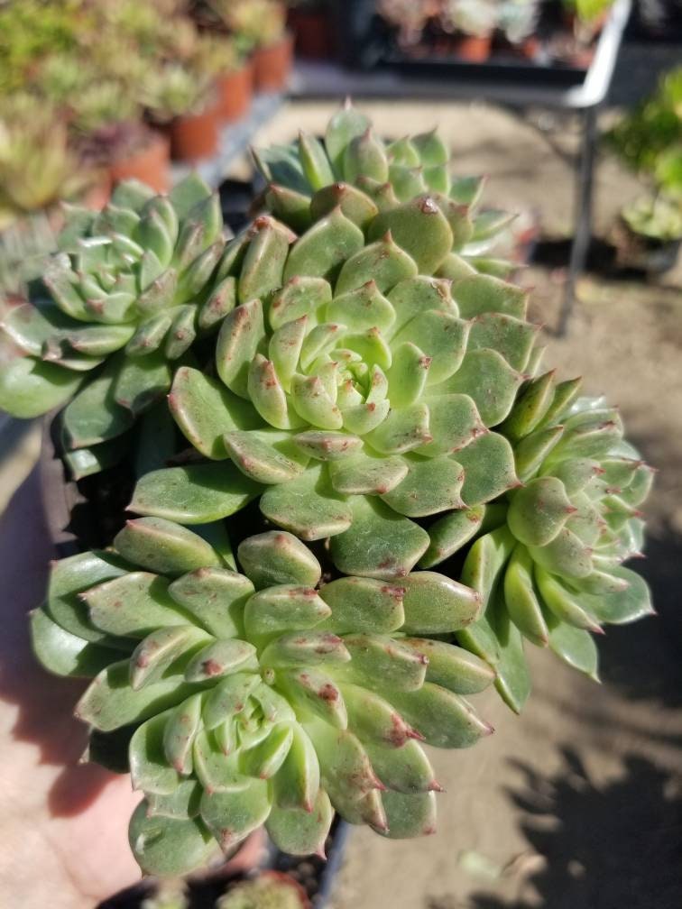 Echeveria Olivia (4" Pots) - Beaultiful Desert Plants