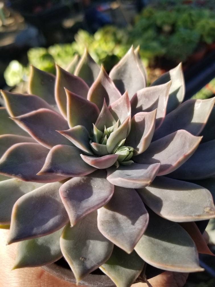 rusbyi succulent Graptopetalum Rusbyi (4