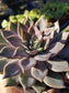 Graptopetalum Rusbyi (4" pot) - Beaultiful Desert Plants 