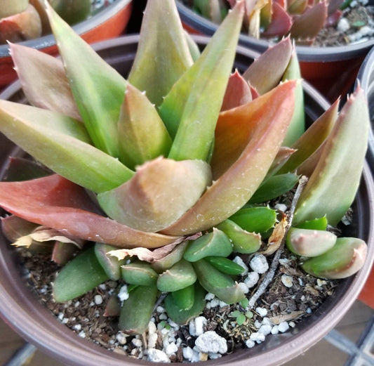 Aloe Black Gem (4" Pot) - Beaultiful Desert Plants