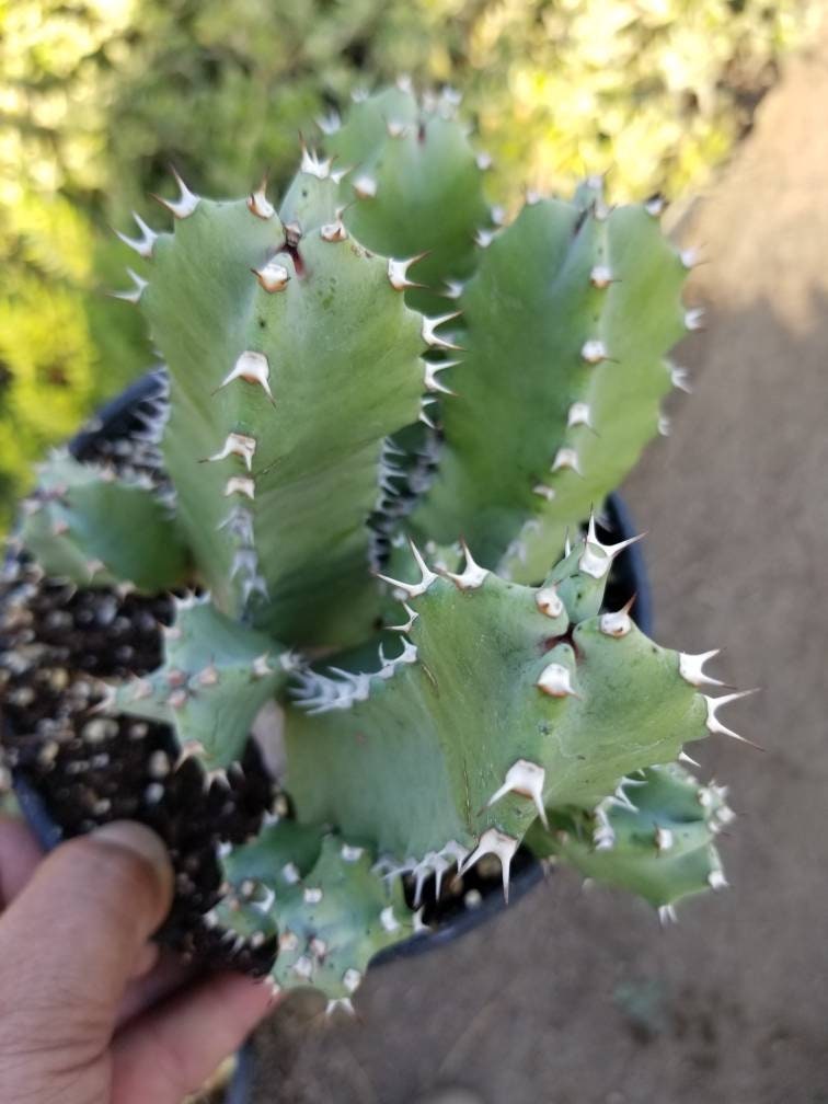 Euphorbia Resinifera - Beaultiful Desert Plants