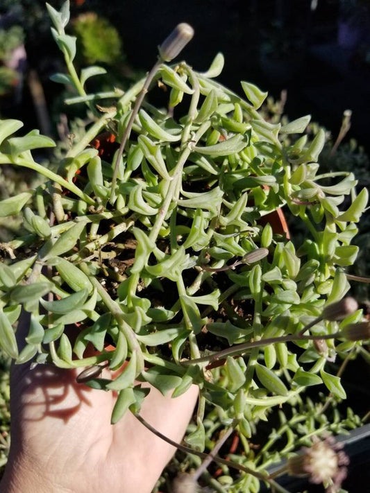 Strings of Dolphins (4" Pot) - Beaultiful Desert Plants