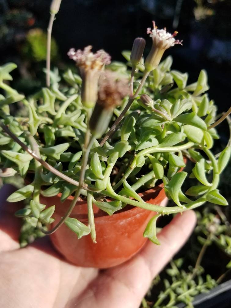 dolphin succulent plant near me Strings of Dolphins (4" Pot)