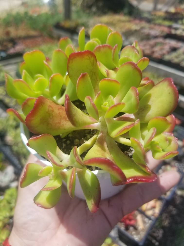 Sedum Dendroideum (4" pot) - Beaultiful Desert Plants 