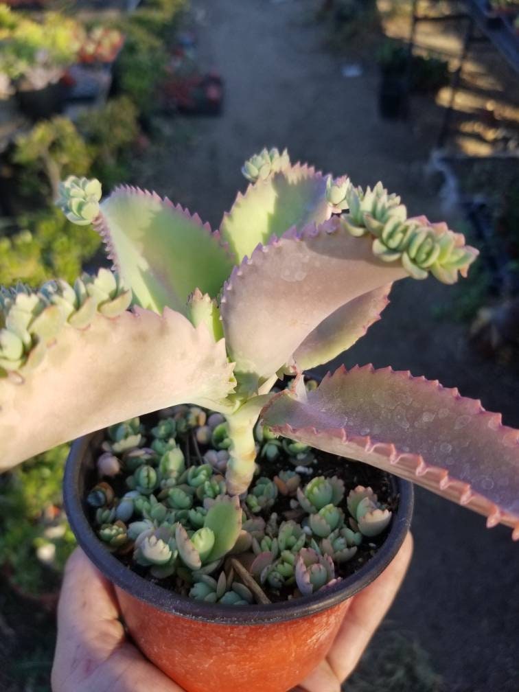 Kalanchoe Deigremontiana "Mexican Sombrero" (4" Pot) "babies are included" - Beaultiful Desert Plants 