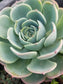 Echeveria Imbricata (4" Pot) - Beaultiful Desert Plants 