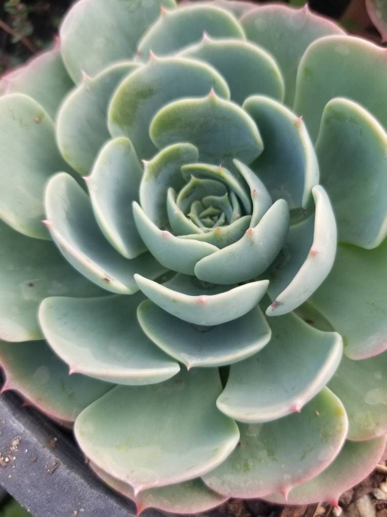 Echeveria Imbricata (4" Pot) - Beaultiful Desert Plants