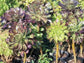 Aeonium Cyclop - Beaultiful Desert Plants 