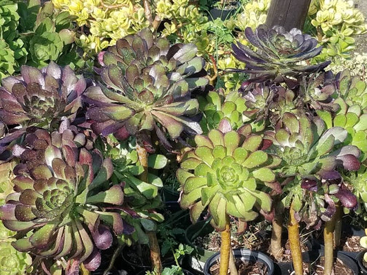 Aeonium Cyclop - Beaultiful Desert Plants